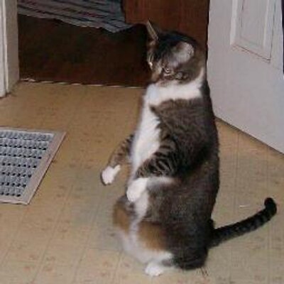 Profile Picture of Darla Decker (@mywhiteangelcat) on Twitter
