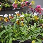 Profile Picture of Jenna Huang (@jenna.huang.75) on Instagram