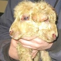 Profile Picture of Alex Wolfson (@alex-wolfson-9) on Quora