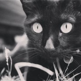 Rocío Madrigal - Twitter Profile Picture of Rocío Madrigal (@SoyMaye92) on Twitter