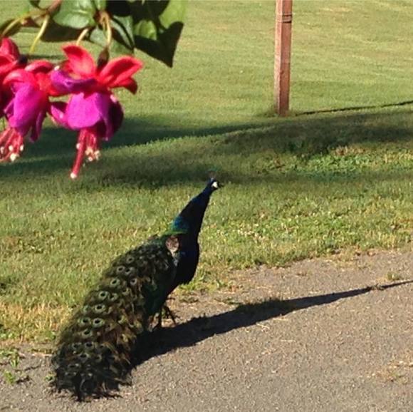 Profile Picture of David Cole (@davidfcole) on Poshmark