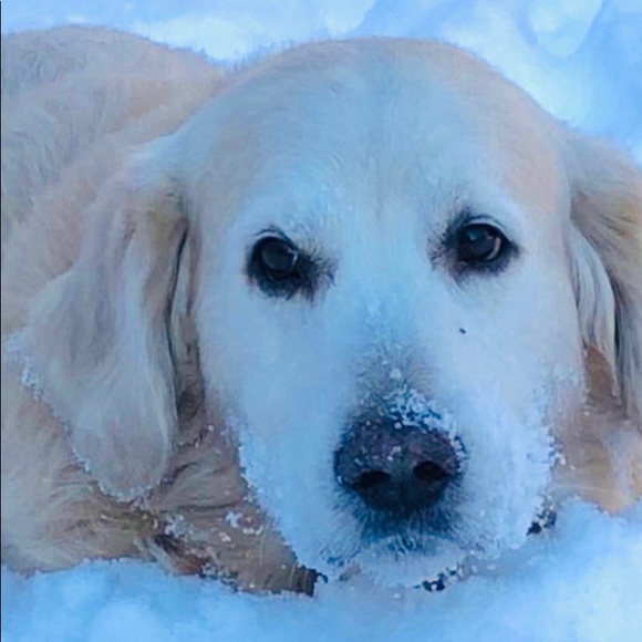 Sinead O’sullivan - Poshmark Profile Picture of Sinead O’sullivan (@sosulli12) on Poshmark