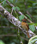 Profile Picture of Tityridaeon Wikipedia