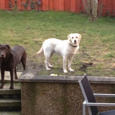 Profile Picture of Steven Dey (@minidyz) on Twitter