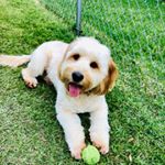 Profile Picture of Buddy Hopper (@buddyhopperdoodle) on Instagram