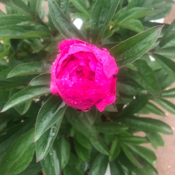 Profile Picture of Kassaundra Schario (@ksclothes123) on Poshmark