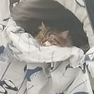 Profile Picture of Jordan Crates (@CratesJordan) on Twitter