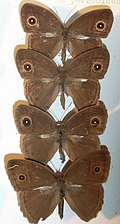 Profile Picture of Mycalesis perseoideson Wikipedia
