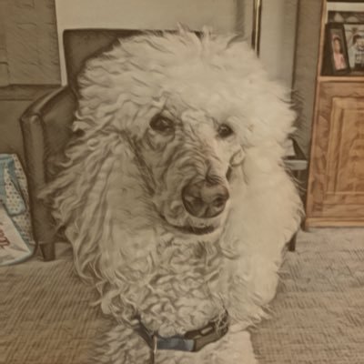 Profile Picture of Joel Abramowitz (@JoelAbramowitz2) on Twitter