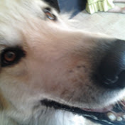Profile Picture of Kenneth Wayne (@mojanauka) on Youtube