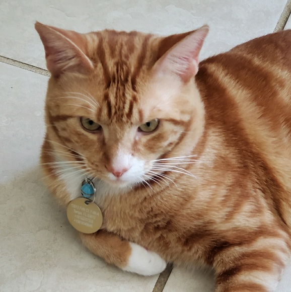 Profile Picture of Drea Gosein (@dgosein5) on Poshmark