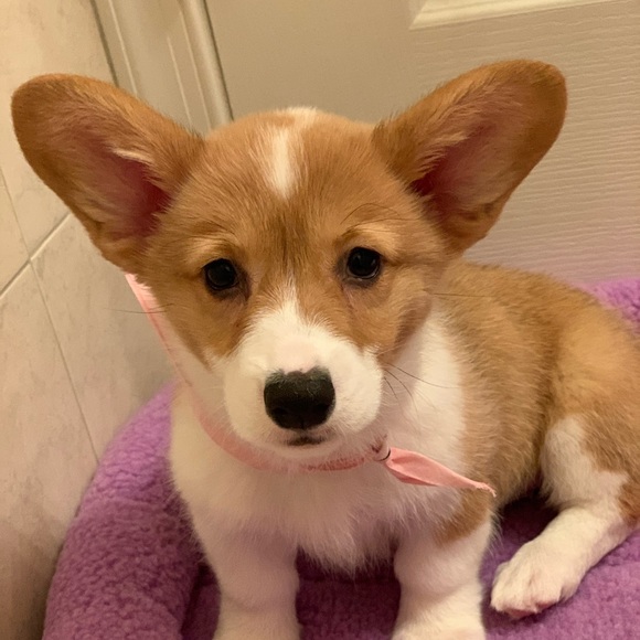 Profile Picture of Brittani Zinser (@bzinser4) on Poshmark