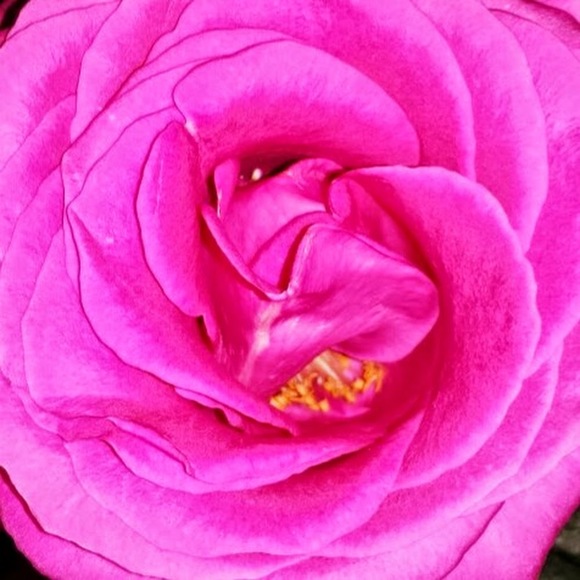 Profile Picture of Margaret Solien (@margieann22) on Poshmark