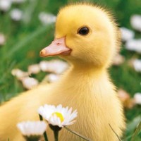 Profile Picture of Ava Girdusky (@ava-girdusky) on Quora