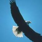 Profile Picture of Alma Hawkins (@almahawkins14) on Pinterest