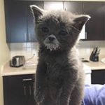 Ray Chuang - Instagram Profile Picture of Ray Chuang (@chuang.r) on Instagram