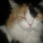 Profile Picture of Phyllis Briscoe (@Phyllis-Briscoe) on Facebook