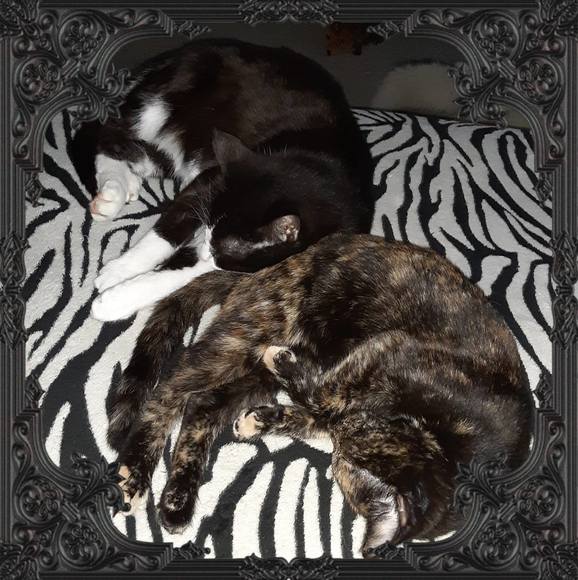 Profile Picture of Marla Hayes (@hurricane2898) on Poshmark