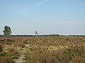 Lüneburg Heath - Wikipedia - Wikipedia Profile Picture of Lüneburg Heath - Wikipediaon Wikipedia