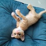 Profile Picture of Chiz Kim (@chiz_jinnipinni) on Instagram