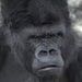 Profile Picture of Steven Schell (@schell0772) on Pinterest