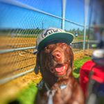 Profile Picture of Russell Campbell (@russellthepooo) on Instagram