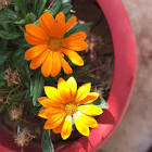 Profile Picture of   Mohamed Othman (@mohple)... (@mohple) on Tiktok