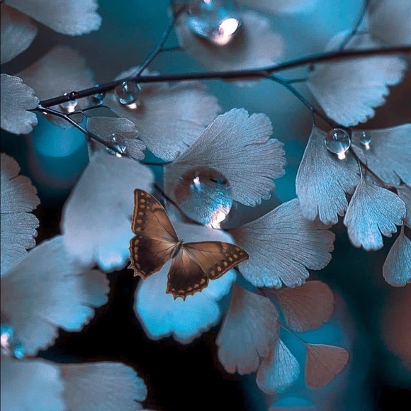 Profile Picture of Norma Ojeda (@lydya16) on Poshmark