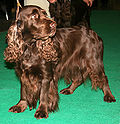 Profile Picture of Field Spanielon Wikipedia