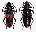 Profile Picture of Agallissus melaniodeson Wikipedia