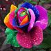 Profile Picture of Sue Tibbs (@sue.tibbs.92) on Facebook