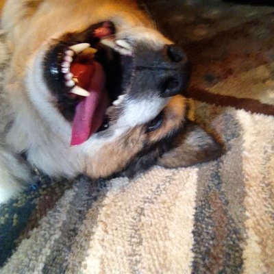 Profile Picture of Diane Schroeder (@McMuffin012) on Twitter