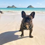 👽ROCKY BEAR👽 - Instagram Profile Picture of 👽ROCKY BEAR👽 (@rockyklimpz) on Instagram