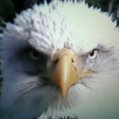 Profile Picture of Kathy Chambers (@kc_chambers) on Twitter