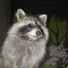 Profile Picture of Douglas Chismar (@douglaschismar) on Pinterest