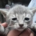 Profile Picture of Renee Arellanes (@askfor.reneli) on Instagram