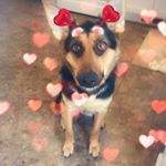 Profile Picture of Jessie Goins (@jessie.doggies) on Instagram