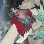 Profile Picture of Jacques 🐟 (@jacqueslaventurierrr) on Instagram