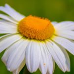 Profile Picture of amy mitchell (@cerulean.hues) on Instagram