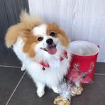 Profile Picture of Pippa Pang (@Pippa-Pang) on Facebook