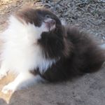 Profile Picture of Tian Ding (@lilytianjohnson) on Instagram