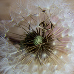 Profile Picture of Brandon Cox (@BC-Photography) on Flickr