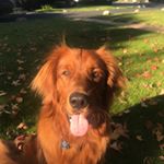 Profile Picture of Kerrygold (@kerrythegolden) on Instagram