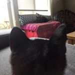 Profile Picture of Albie & Eric Capone (@albiecapone) on Instagram