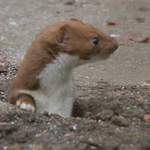 Profile Picture of Rob Burns (@rob burns wildlife) on Flickr