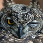 Profile Picture of Giordano Vianelli Colonna (@alexander_k2x) on Instagram