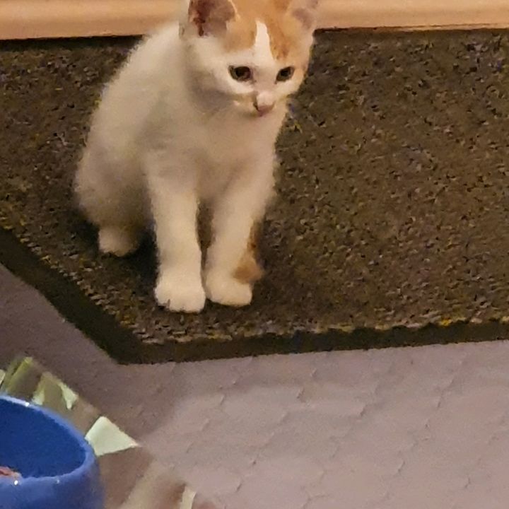 Profile Picture of Renate Lang (@renatelang) on Tiktok