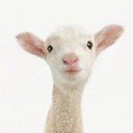 Andrew Lipski - Instagram Profile Picture of Andrew Lipski (@palenis4e) on Instagram