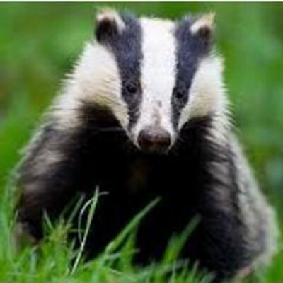 Profile Picture of Stephen Huntbach (@13adger) on Twitter