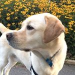 Profile Picture of Joe O'Keefe (@cj.labrador) on Instagram